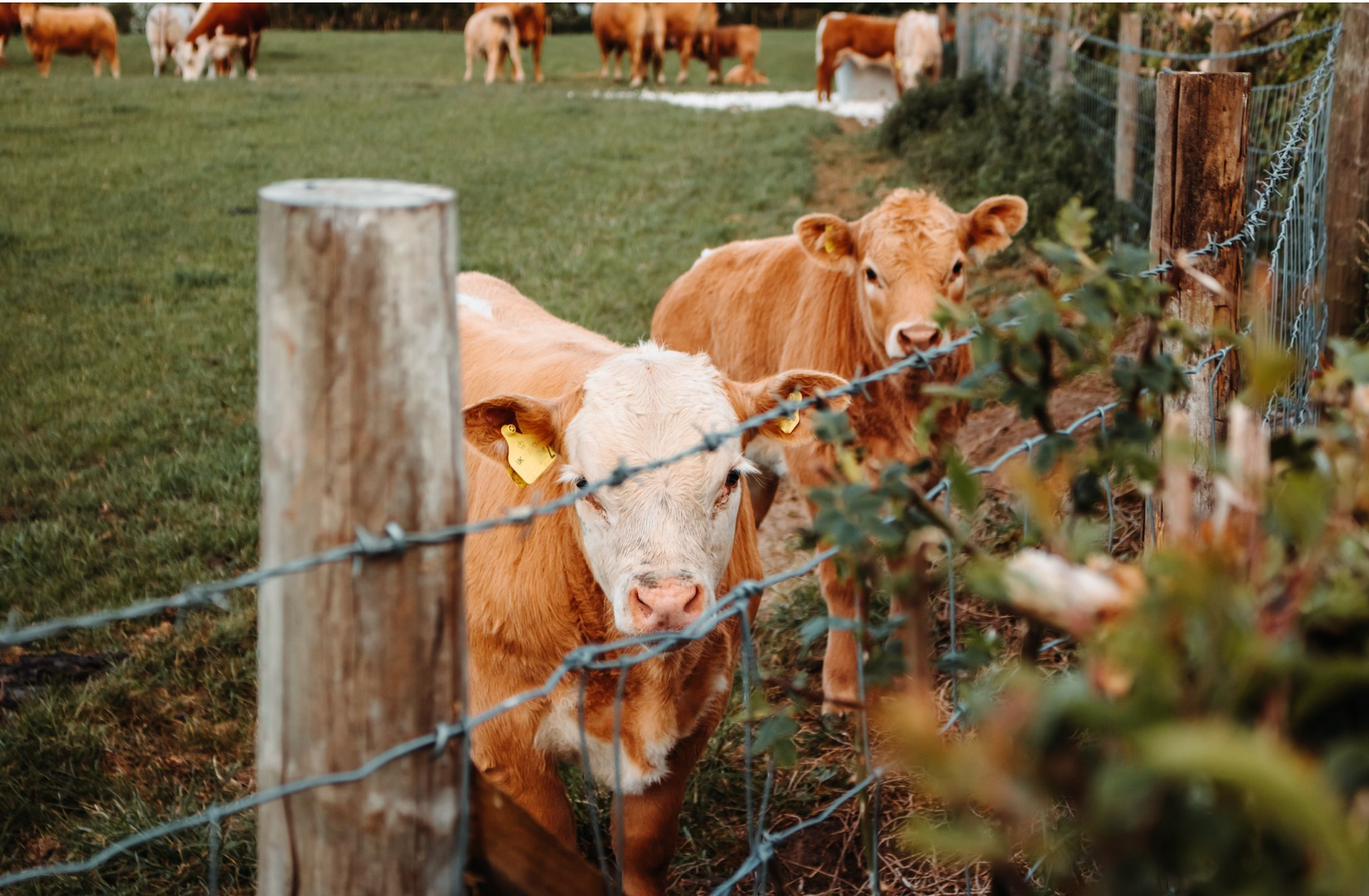 Ranches for sale Southern Alberta with grazing land cattle properties and rural homes